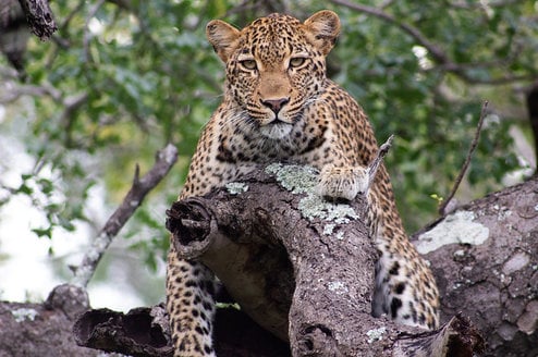 Wildlife conservation