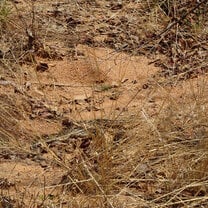 Released into the wild