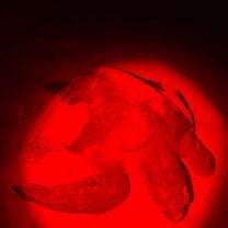 Seaturtle laying eggs